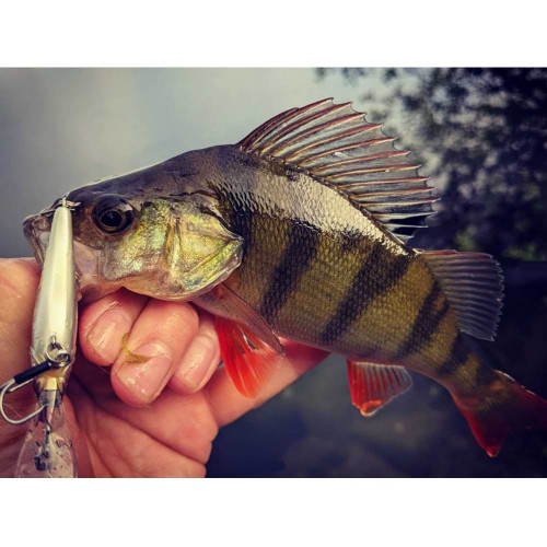 Воблер - JACKALL Soul Shad 45SP 2.7g_JACKALL