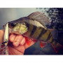 Воблер - JACKALL Soul Shad 45SP 2.7g_JACKALL