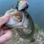 Воблер - JACKALL Mushbob 50 MR 50mm 9.5g Floating_JACKALL