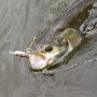 Воблер - JACKALL Riser Bait 007R 70mm 8.2g Sinking_JACKALL