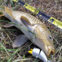 Воблер - JACKALL Hige Prima 66mm 22g Floating_JACKALL