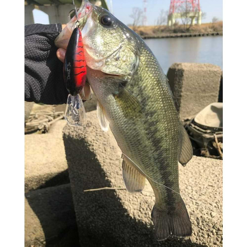 Воблер - JACKALL Digle 3+ 66mm 16.4g Floating_JACKALL