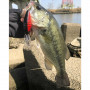 Воблер - JACKALL Digle 4+ 70mm 20.8g Floating_JACKALL