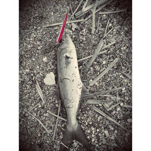 Воблер - DUO Rough Trail Hydra 220 Slow Sinking 58.2g_DUO International