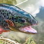 Клатушка - TROUT MASTER Incy Spoon 2.5g_Trout Master