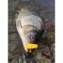 Силиконова примамка - FISHUP Maya 1.4 inch Cheese Taste_FishUp