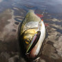 Воблер - JACKALL Soul Shad 58 SR SP 5.0g_JACKALL