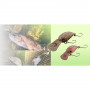 Воблер - JACKALL PaniCra SR 32mm 3g_JACKALL