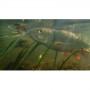 Воблер - JACKALL Chibi PaniCra DR 25mm 1.4g_JACKALL