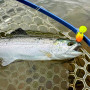 Воблер - MUKAI Komaya 26F 26mm 2g Floating_MUKAI
