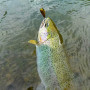 Воблер - MUKAI Pogo Smaller 28mm 2.2g Fast Sinking_MUKAI