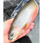 Воблер - SMITH Puppet Surface 31mm 1.4g Floating_Smith