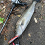 Воблер - MEGABASS Giant Dog-X SW 98mm 16.5g Floating_MEGABASS
