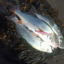 Воблер - MEGABASS Marine Gang 120S 120mm 22g Sinking_MEGABASS