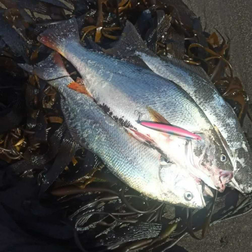 Воблер - MEGABASS Marine Gang 90S 90mm 11.5g Sinking_MEGABASS