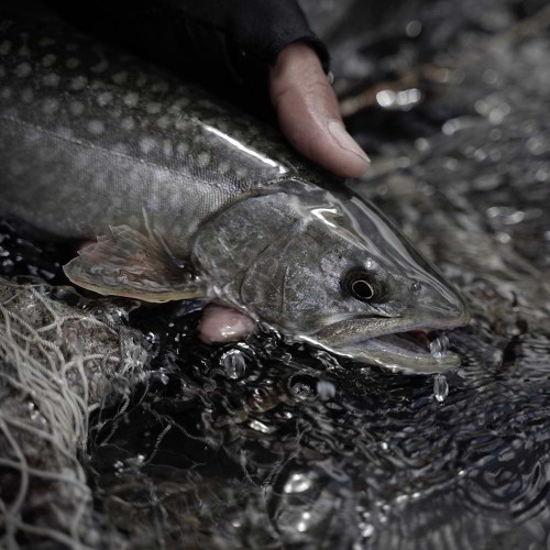 Воблер - MEGABASS Flatside GH50 50mm 2.5g Floating_MEGABASS