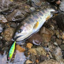 Воблер - MEGABASS OVE Flatside GH45 45mm 1.7g Floating_MEGABASS