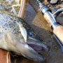 Воблер - MEGABASS Humpback GH51 51mm 5.1g Fast Sinking_MEGABASS