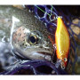 Воблер - MEGABASS Humpback GH51 51mm 5.1g Fast Sinking_MEGABASS