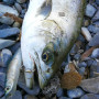  Воблер - BASSDAY Sugapen 95F 9.5cm 8.5g Floating_BASSDAY