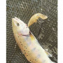Воблер - JACKALL Buri Buri Minnow 40mm 2.4g Floating_JACKALL
