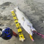 Воблер - DUO Beach Walker Axcion Slim 105 10.5cm 33g Sinking_DUO International