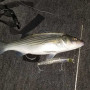 Воблер - DAIWA Salt Pro Minnow 17S 17cm 53g_Daiwa