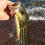 Воблер - DAIWA Salt Pro Minnow 17S 17cm 53g_Daiwa