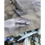 Воблер - SHIMANO Yasei Trigger Twitch SP 60mm 4g Suspending_SHIMANO