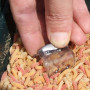 Фидер хранилка MIDDY SPEED CAP FEEDER SIDE MATCH LEAD - 35gr_MIDDY