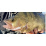 Воблер DAIWA STEEZ SHAD 60SP-DR - 6.0cm/7.0gr |_Daiwa