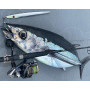 Макара Daiwa 22 CALDIA SW (JP) |_Daiwa